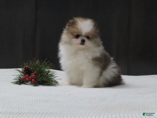 Pomeranian dogs DASSY - Ad 6