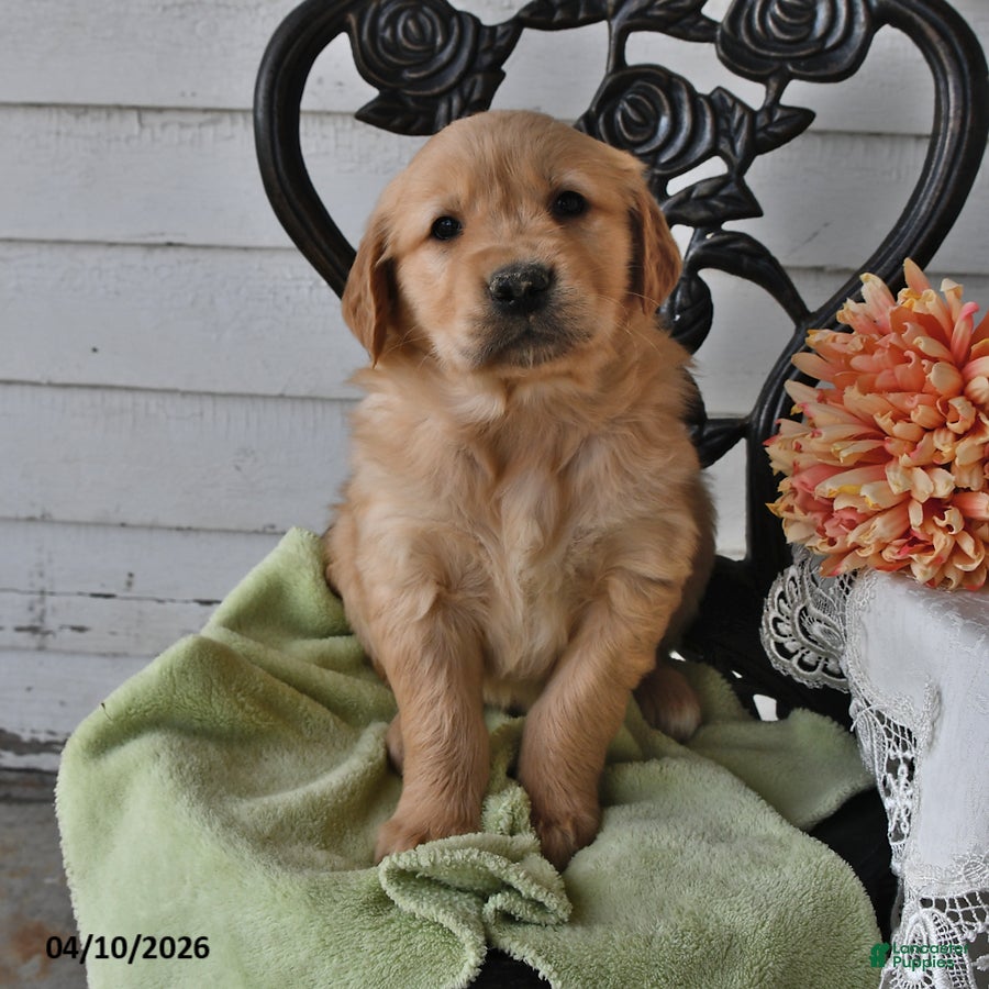 Golden Retriever dogs Maddie - Ad 1