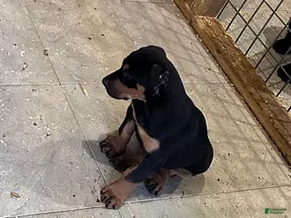 Doberman Pinscher dogs Doberman Pinscher Puppy 2 - Ad 29