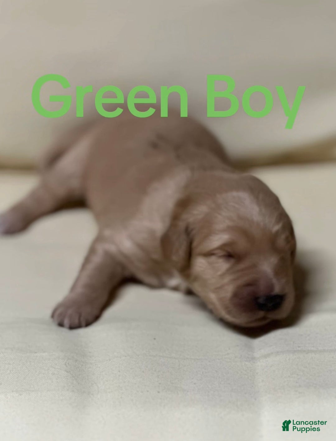 Golden Retriever dogs for sale: Golden Retriever Dark Pink Girl - Ad 18