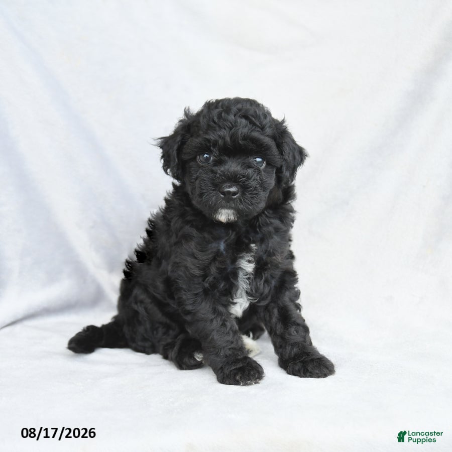 Bichpoo dogs Zander - Ad 1