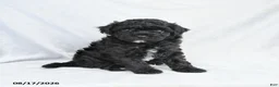 Bichpoo dogs for sale: Zander - Ad 1