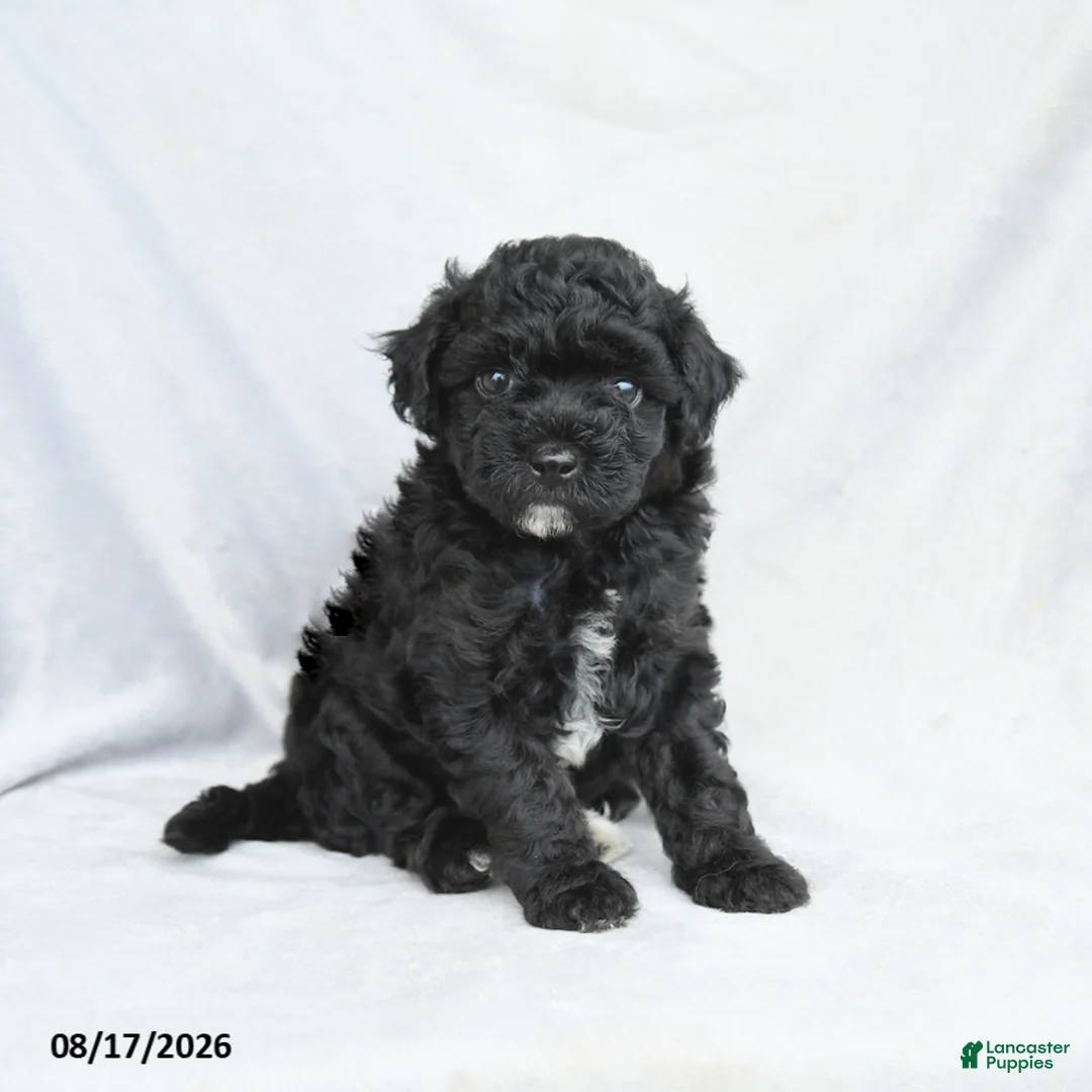 Bichpoo dogs for sale: Zander - Ad 1