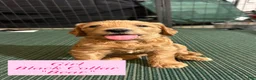 Goldendoodle dogs for sale: Bear - Ad 1