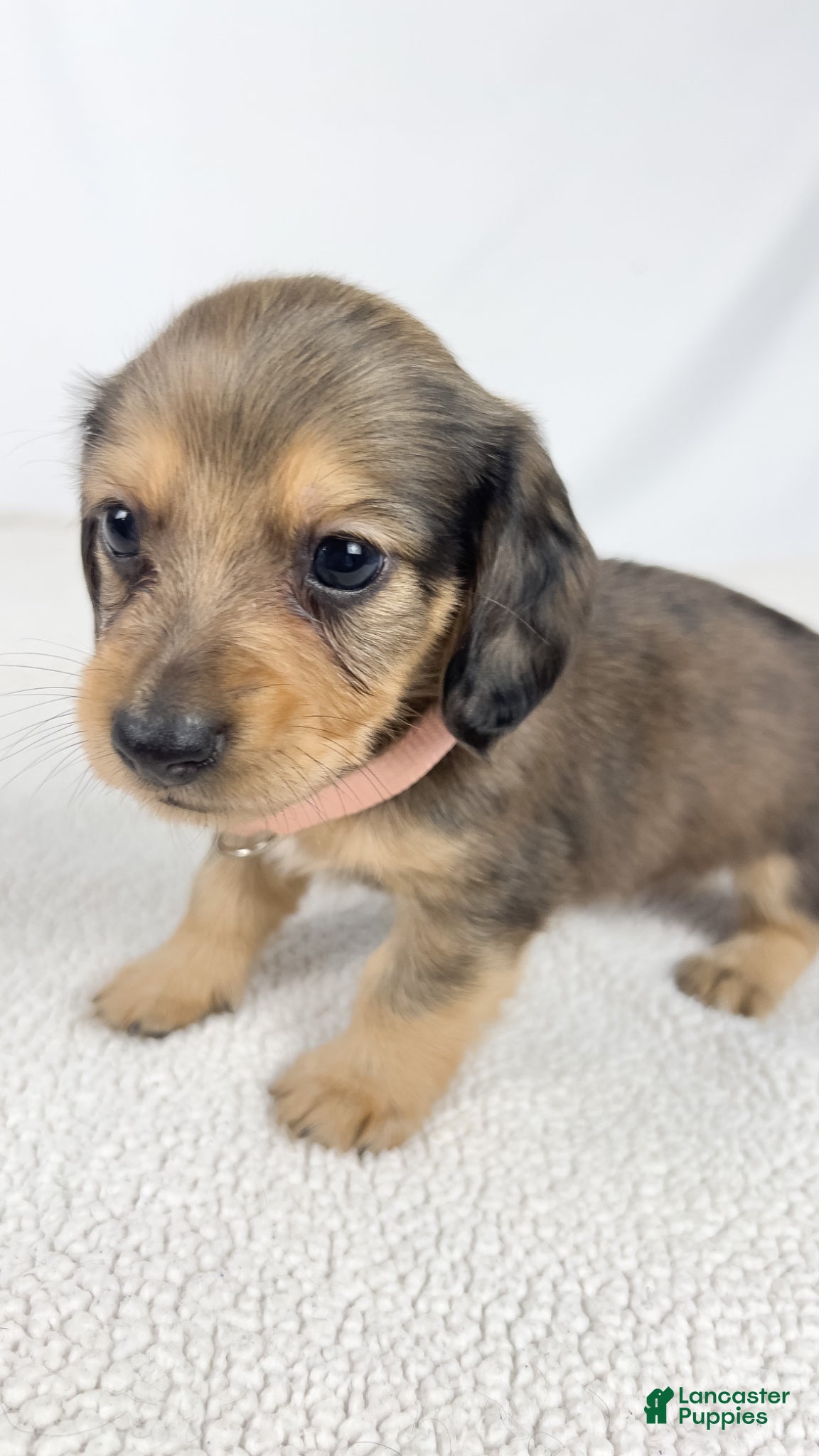 Miniature Dachshund dogs Cherry - Ad 9