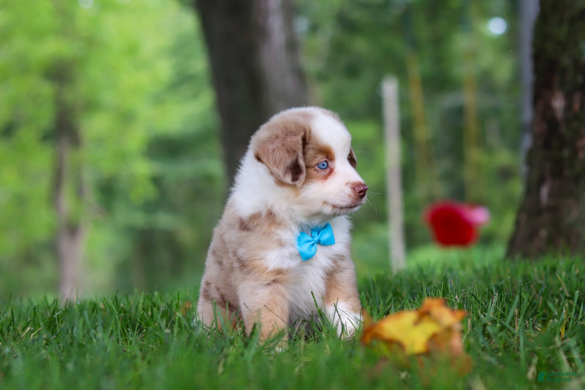 Miniature Australian Shepherd dogs Leo - Ad 2