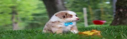 Miniature Australian Shepherd dogs for sale: Leo - Ad 2