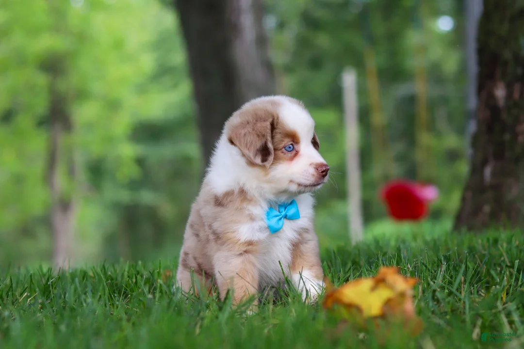 Miniature Australian Shepherd dogs for sale: Leo - Ad 2