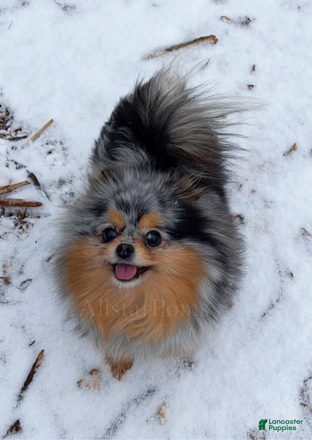 Pomeranian dogs for sale: Little Bubbles - Ad 5