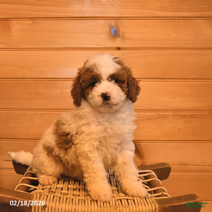 Mini Goldendoodle dogs Raffi  - Ad 1