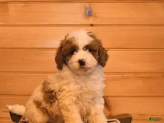 Mini Goldendoodle dogs for sale: Raffi - Ad 2