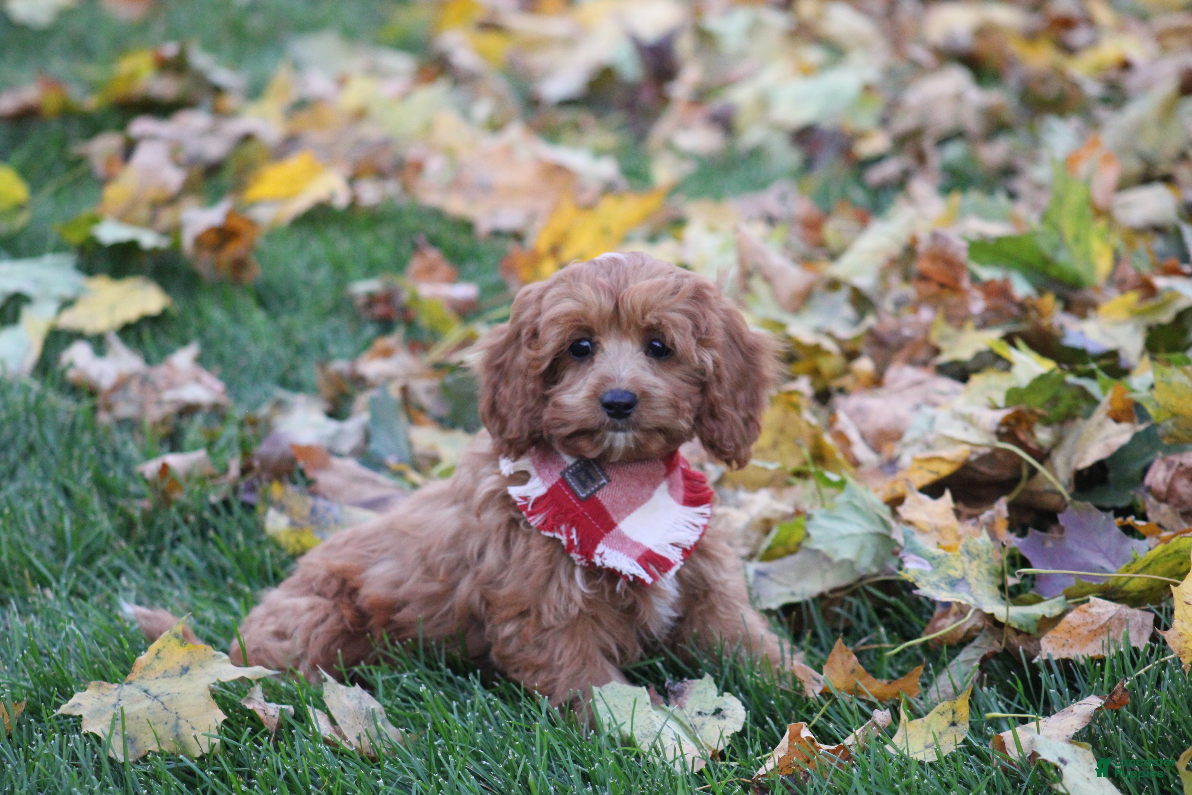 Cavapoo dogs for sale: Benni - Ad 1
