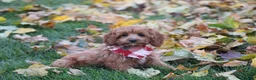 Cavapoo dogs for sale: Benni - Ad 1