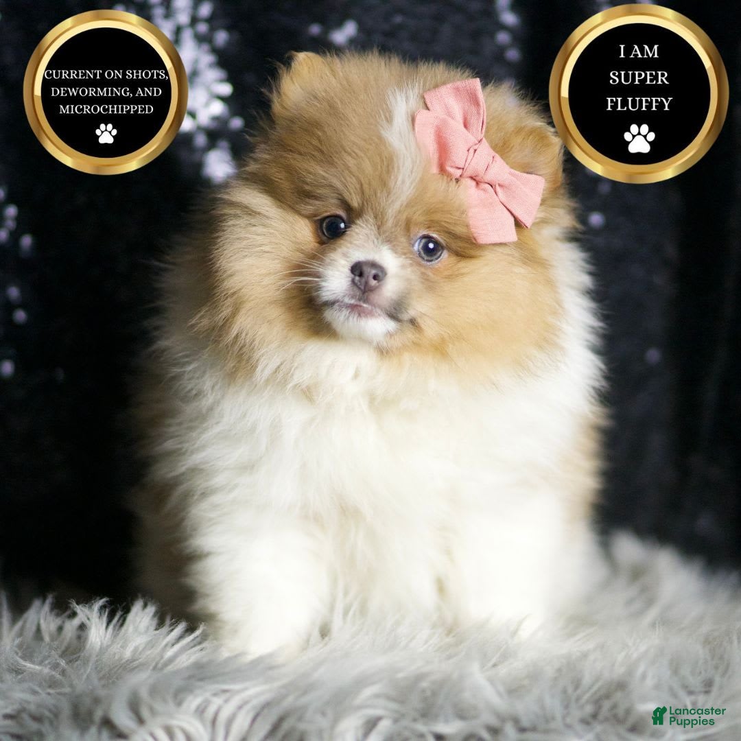 Pomeranian dogs for sale: Ginger - Ad 1