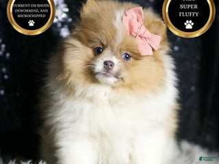 Pomeranian dogs Ginger - Ad 28