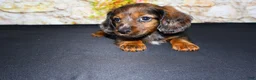 Miniature Dachshund dogs for sale: Butters - Ad 5
