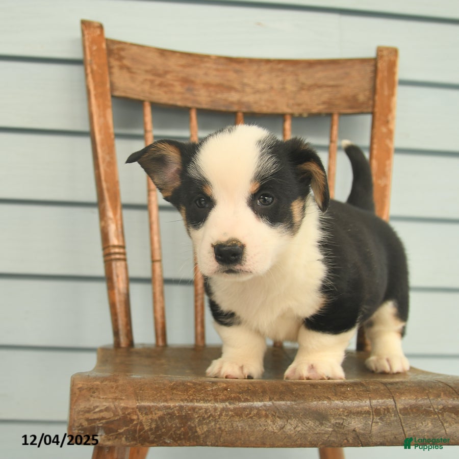 Welsh Corgi Pembroke dogs Scout  - Ad 2