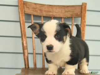 Welsh Corgi Pembroke dogs Scout - Ad 15