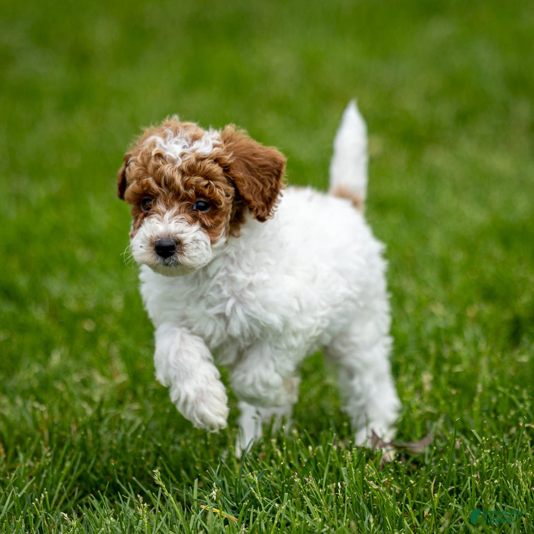 Toy Poodle dogs for sale: Rusty Scout - Ad 9