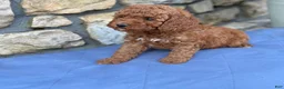 Miniature Poodle dogs for sale: Murphy - Ad 7