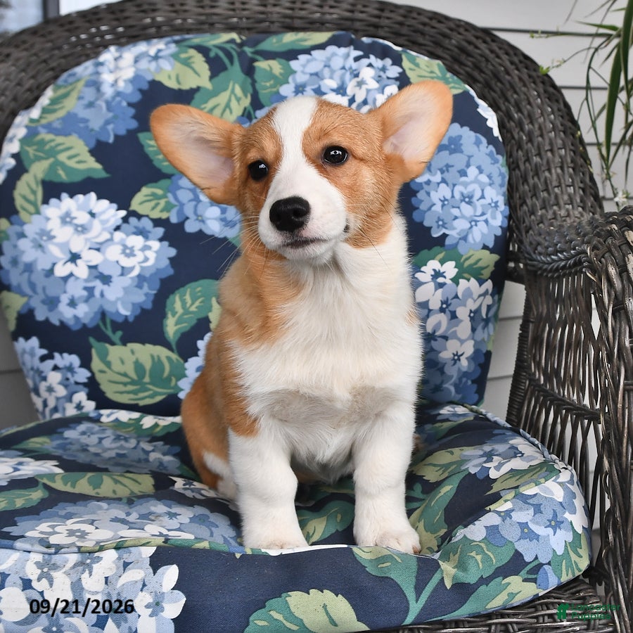 Welsh Corgi Pembroke dogs Anna - Ad 1
