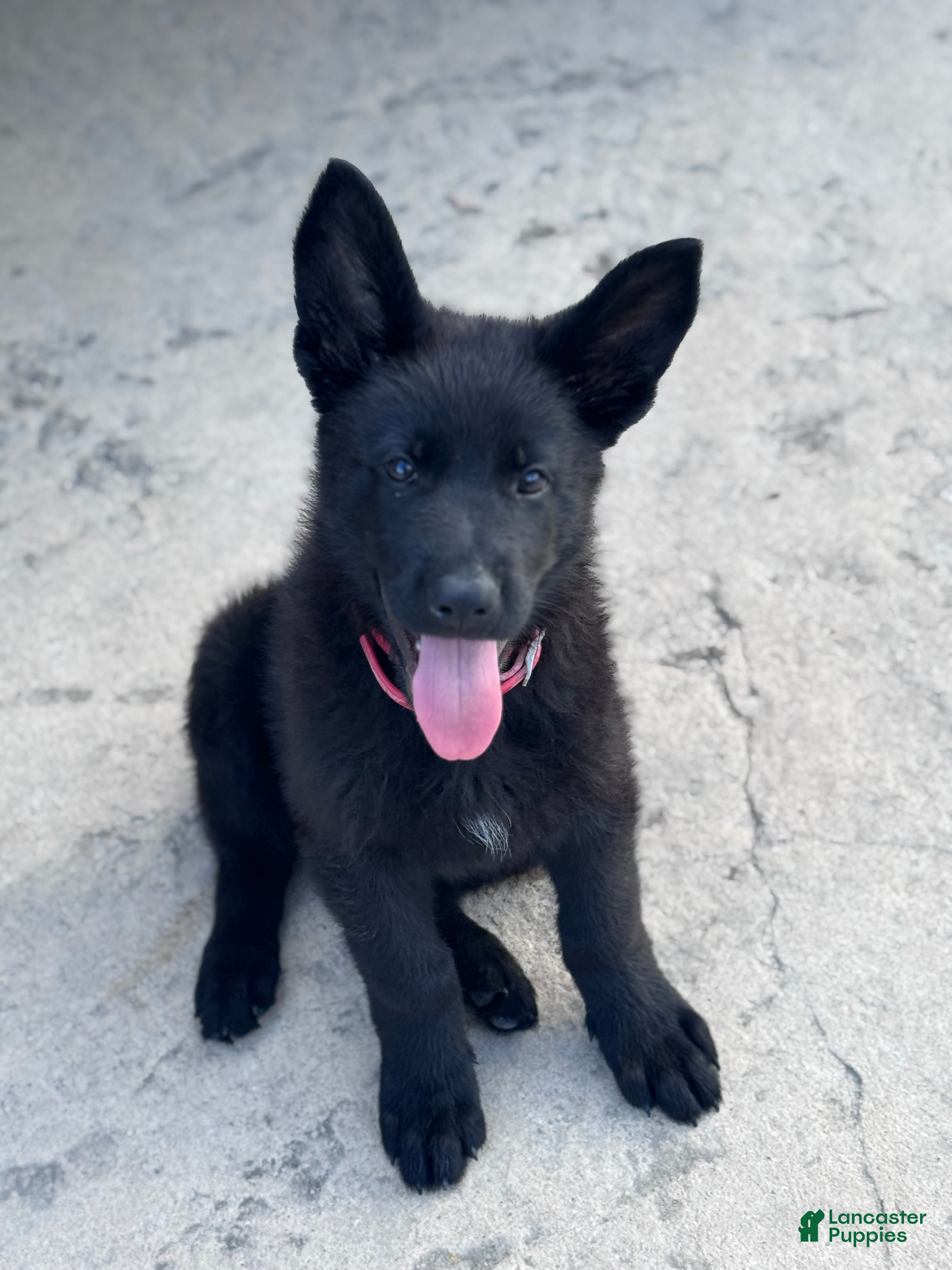 German Shepherd dogs  Puppy 1 - Ad 1