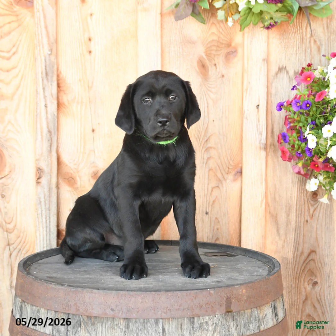 Labrador Retriever dogs for sale: Ebony - Ad 1
