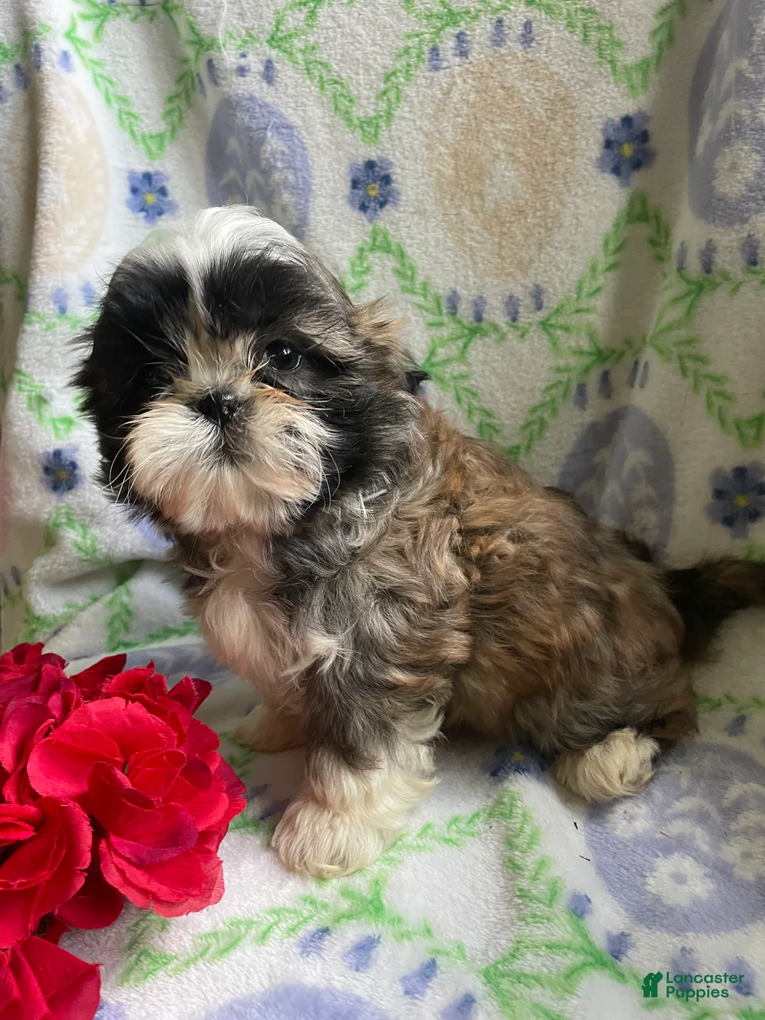 Shih Tzu dogs for sale: Johnny - Ad 1