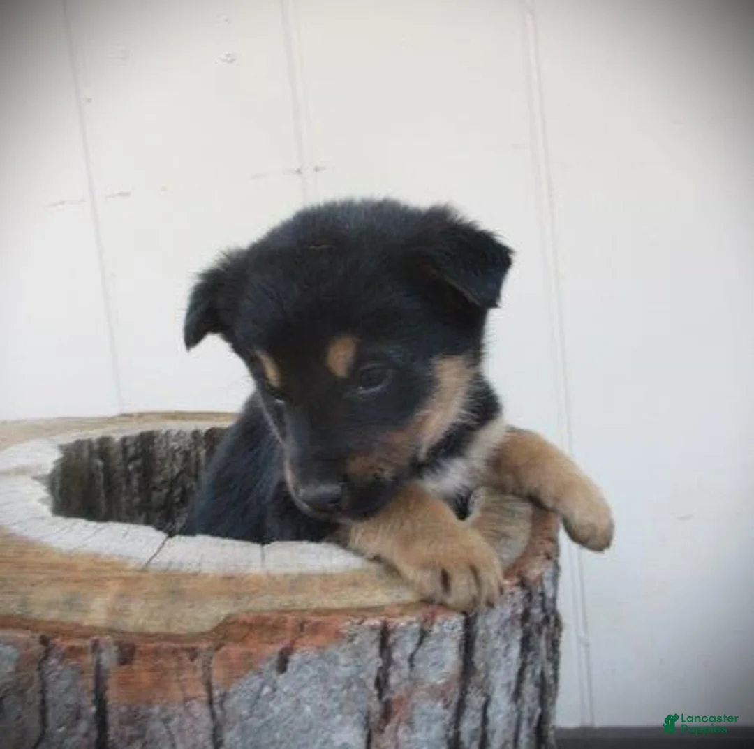 Mixed Breed dogs for sale: Forest - Ad 2