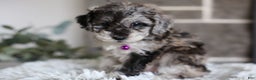 Miniature Poodle dogs for sale: Evie - Ad 7