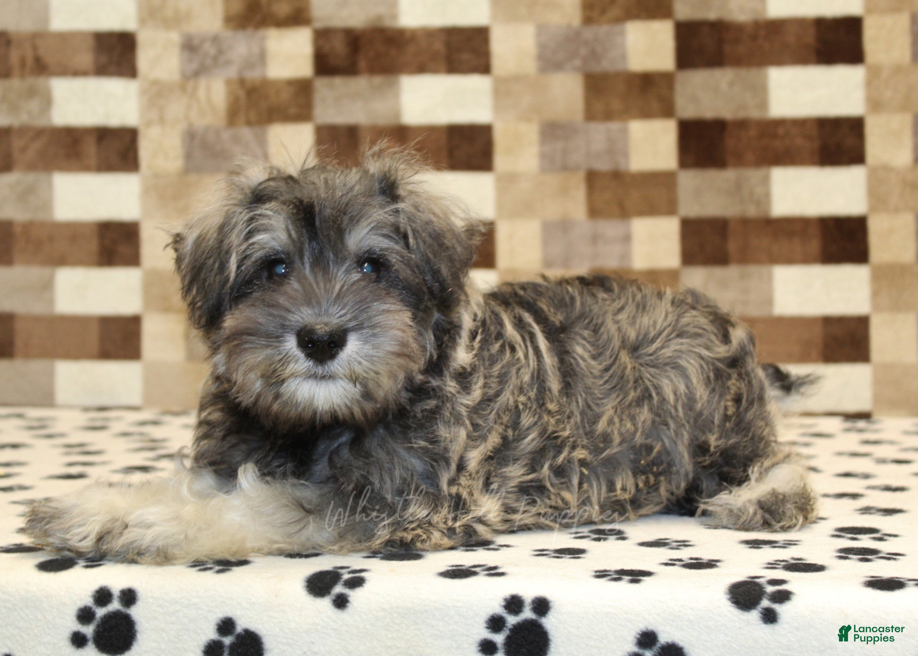 Miniature Schnauzer dogs Ernie - Ad 2