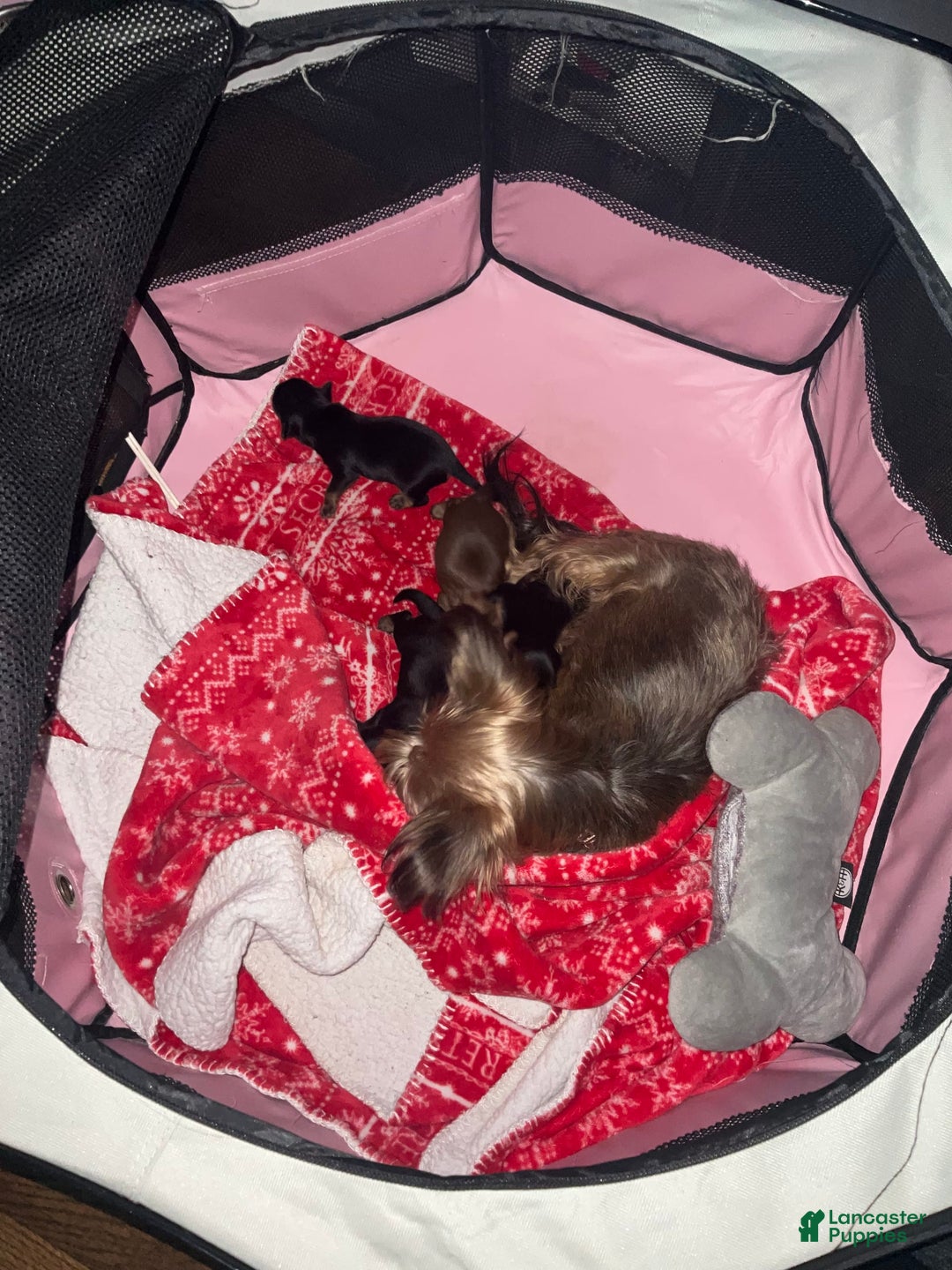 Yorkshire Terrier dogs for sale: Rubys Litter - Ad 4