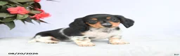 Miniature Dachshund dogs for sale: Honey - Ad 1