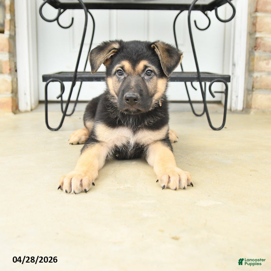 German Shepherd dogs for sale: Dylan - Ad 3