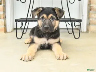 German Shepherd dogs for sale: Dylan - Ad 3