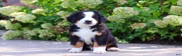Bernese Mountain Dog dogs for sale: Milo - Ad 12