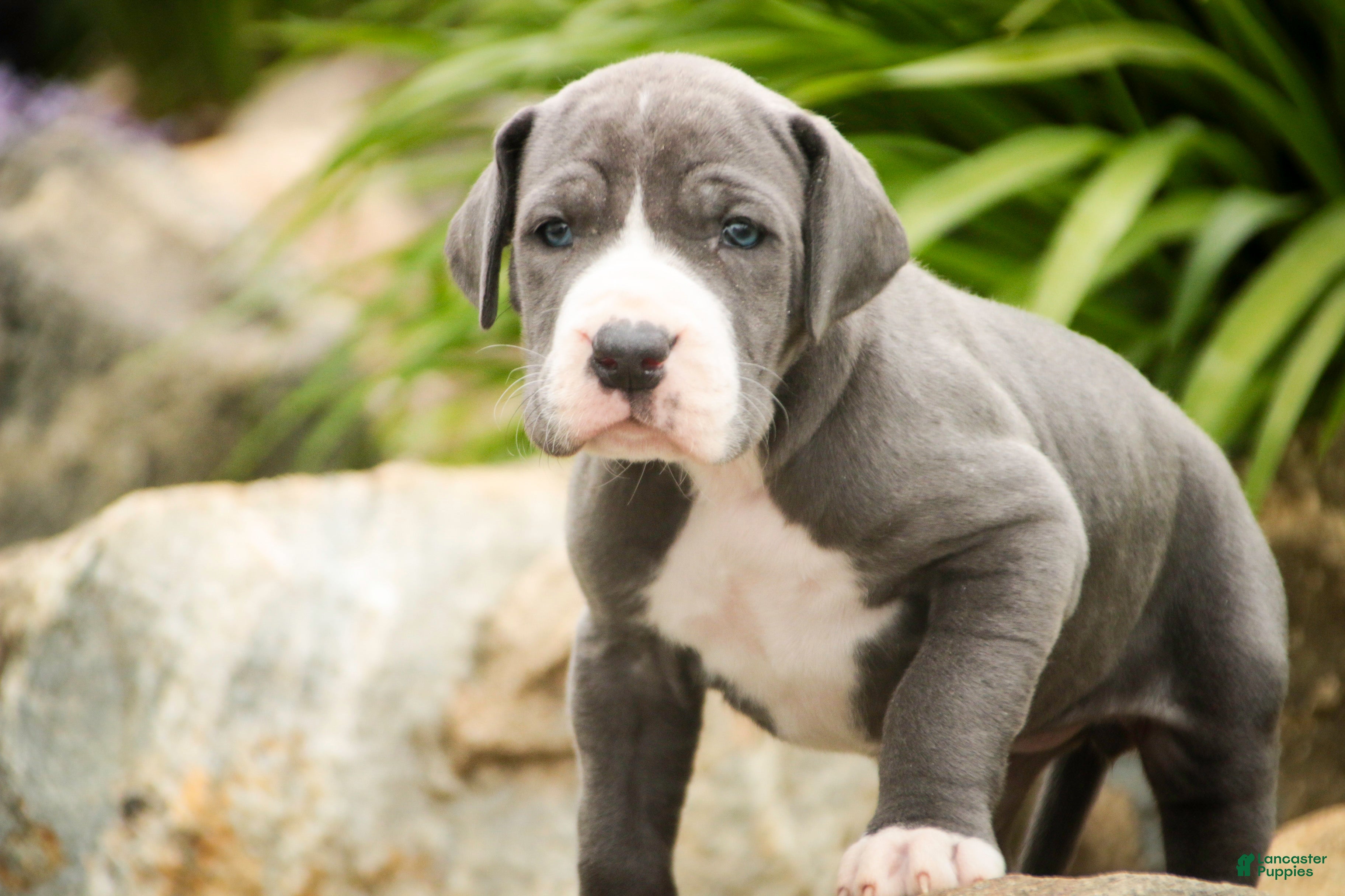 Great Dane dogs Hope - Ad 1