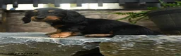 Miniature Dachshund dogs for sale: Cleo - Ad 3