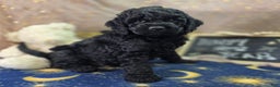 Cockapoo dogs for sale: Foggy - Ad 14