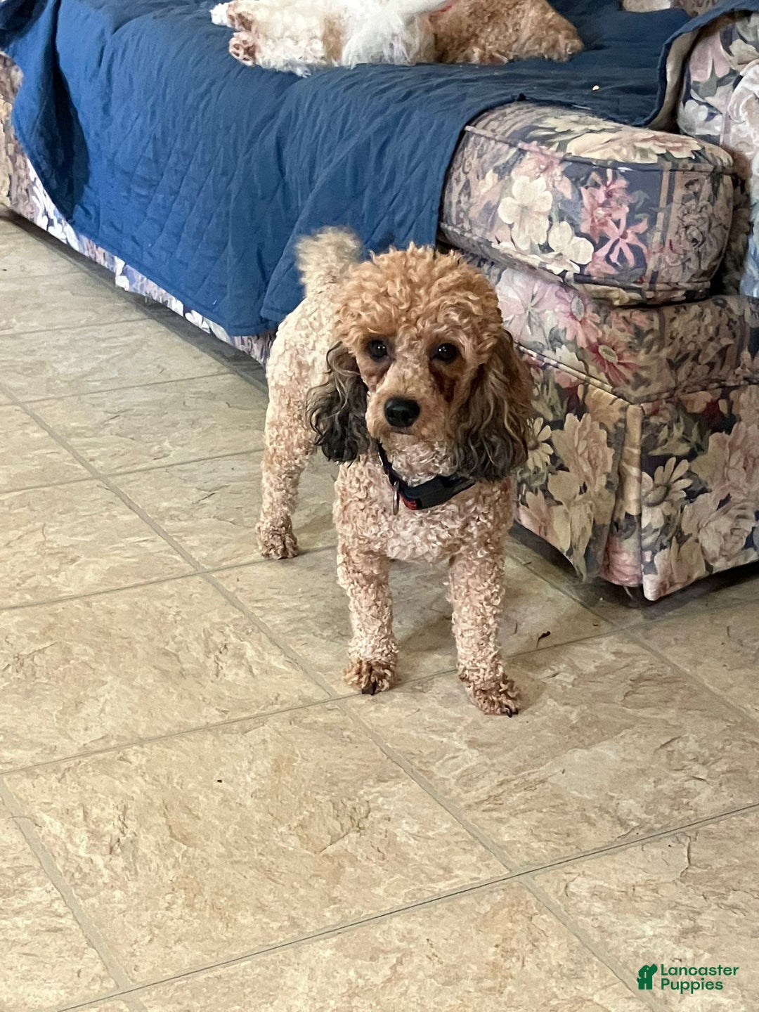 Yorkiepoo dogs for sale: Maize - Ad 10