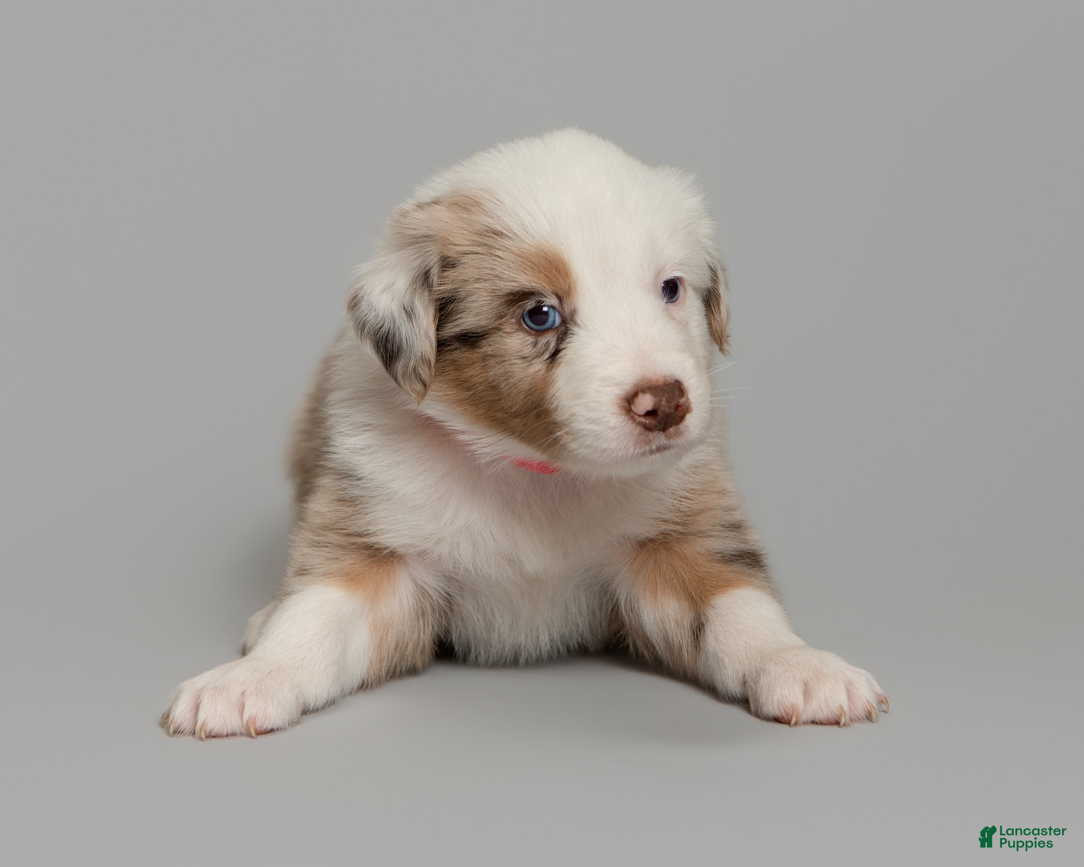 Australian Shepherd dogs Remy - Ad 2