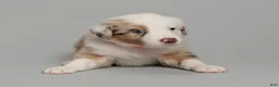 Australian Shepherd dogs for sale: Remy - Ad 2