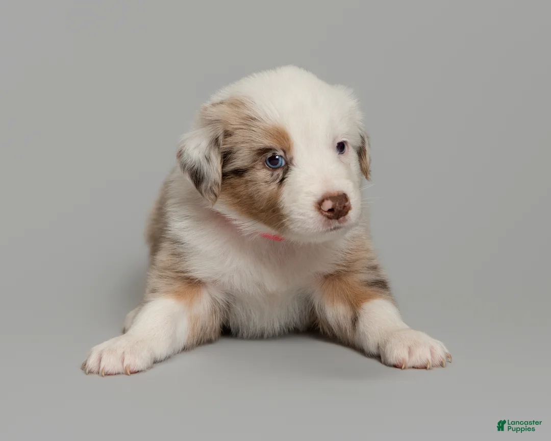 Australian Shepherd dogs for sale: Remy - Ad 2