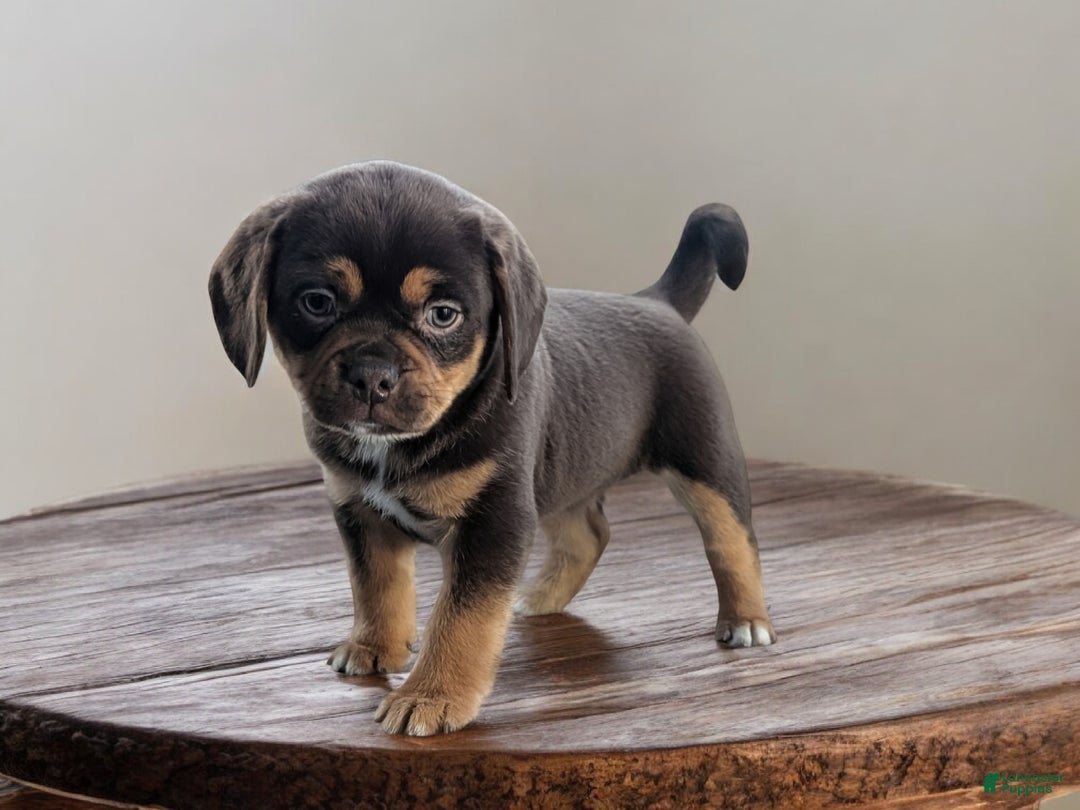 Puggle dogs for sale: Tootsie - Ad 1