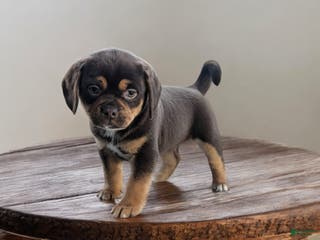 Puggle dogs Tootsie - Ad 36