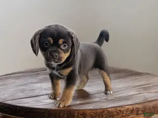 Puggle dogs Tootsie - Ad 37