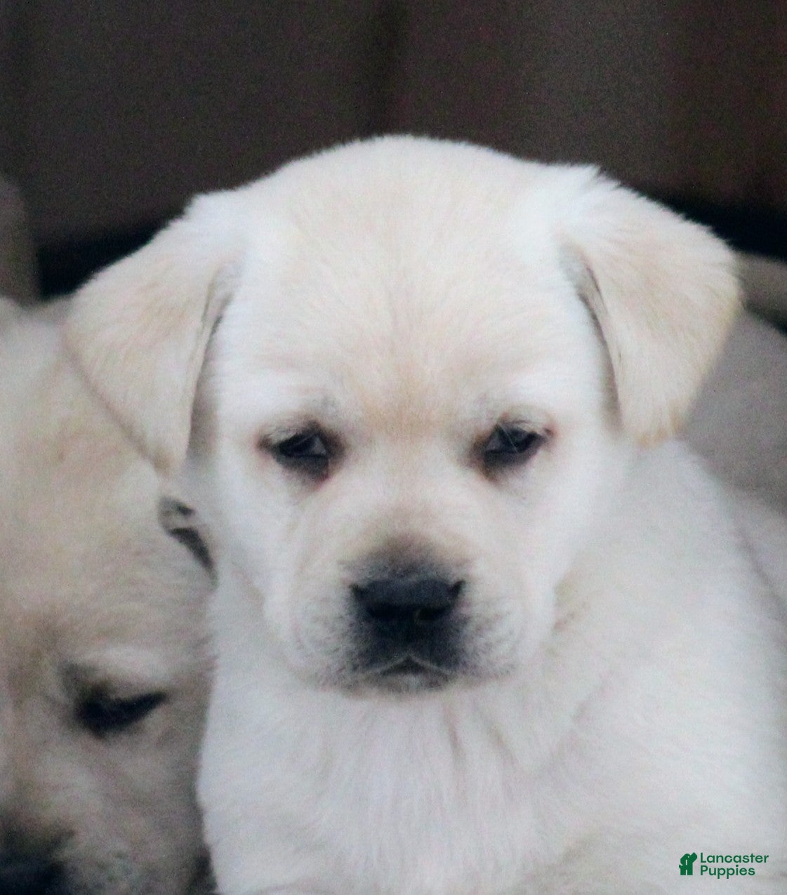 Labrador Retriever dogs Labrador Retriever Puppy 1 - Ad 2