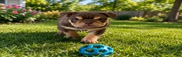 English Bulldog dogs for sale: Beauty  - Ad 2