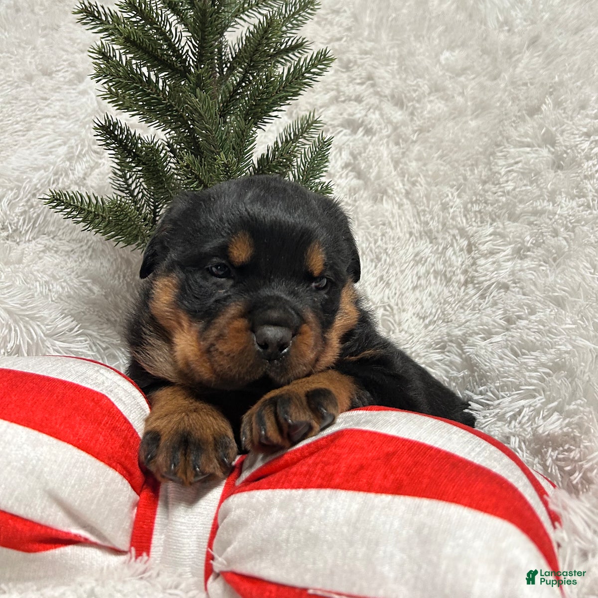 Rottweiler dogs Skye - Ad 10