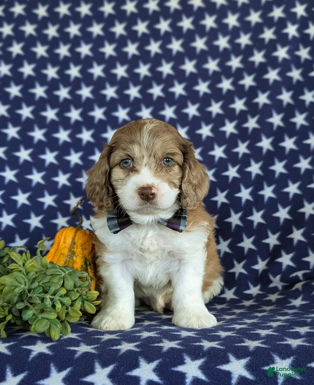 Cockapoo dogs for sale: Ferguson - Ad 2